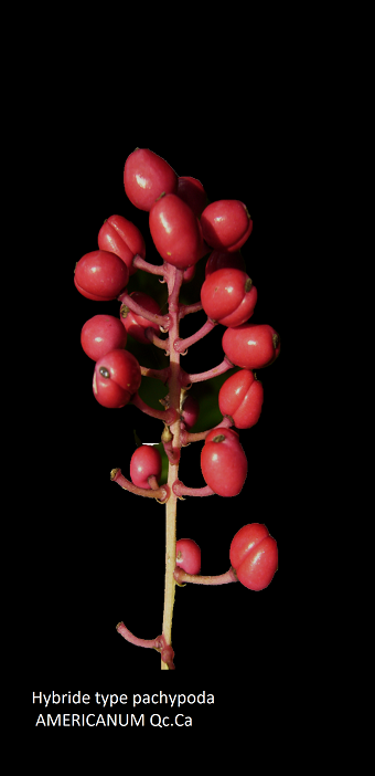 actaea x ludovici